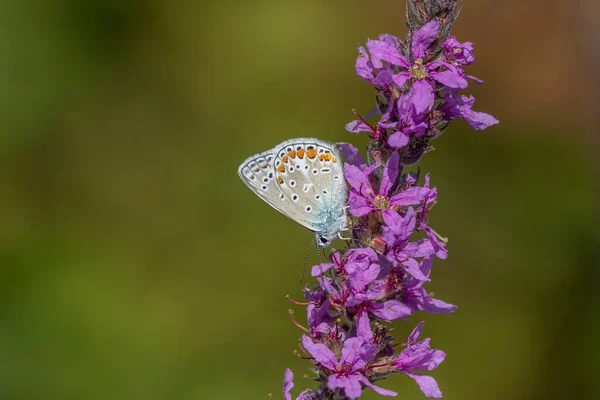 Aricia Agestis Una Mariposa Familia Lycaenidae Encuentra Todo Reino Paleártico — Foto de Stock