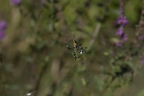 蜘蛛种类Argiope Aurantia通常被称为黄色花园蜘蛛 黑色和黄色花园蜘蛛 金色花园蜘蛛 书写蜘蛛 锯齿状蜘蛛 拉链蜘蛛 玉米蜘蛛 香蕉蜘蛛 斯蒂勒蜘蛛或麦金莱 — 图库照片