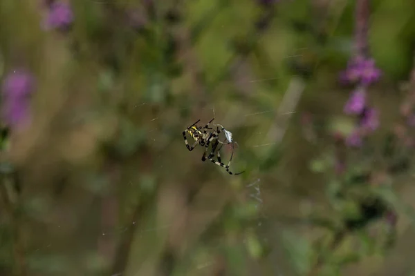 蜘蛛种类Argiope Aurantia通常被称为黄色花园蜘蛛 黑色和黄色花园蜘蛛 金色花园蜘蛛 书写蜘蛛 锯齿状蜘蛛 拉链蜘蛛 玉米蜘蛛 香蕉蜘蛛 斯蒂勒蜘蛛或麦金莱 — 图库照片