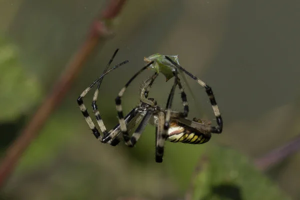 Spider Species Argiope Aurantia Commonly Known Yellow Garden Spider Black — Stockfoto