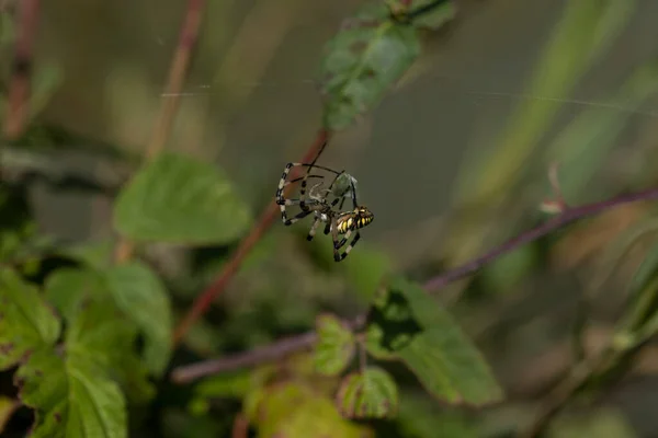 クモ種Argiope Aurantiaは 一般的に黄色の庭のクモ 黒と黄色の庭のクモ 黄金の庭のクモ 執筆クモ ジグザグのクモ ジッパークモ トウモロコシのクモ バナナのクモ — ストック写真