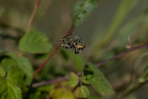 Die Spinnenart Argiope Aurantia Ist Allgemein Als Gelbe Gartenspinne Schwarze — Stockfoto