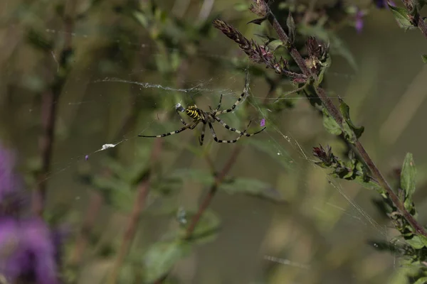 Spider Species Argiope Aurantia Commonly Known Yellow Garden Spider Black — Stok fotoğraf