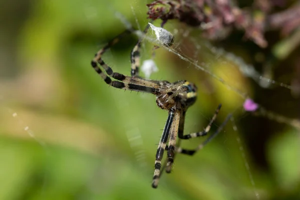 Spider Species Argiope Aurantia Commonly Known Yellow Garden Spider Black — Fotografia de Stock