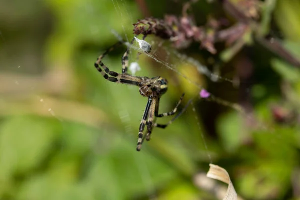 クモ種Argiope Aurantiaは 一般的に黄色の庭のクモ 黒と黄色の庭のクモ 黄金の庭のクモ 執筆クモ ジグザグのクモ ジッパークモ トウモロコシのクモ バナナのクモ — ストック写真