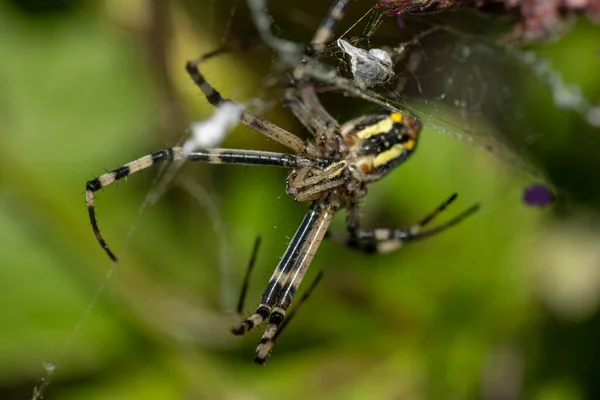 Spider Species Argiope Aurantia Commonly Known Yellow Garden Spider Black — Fotografia de Stock