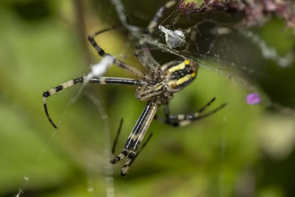 クモ種Argiope Aurantiaは 一般的に黄色の庭のクモ 黒と黄色の庭のクモ 黄金の庭のクモ 執筆クモ ジグザグのクモ ジッパークモ トウモロコシのクモ バナナのクモ — ストック写真