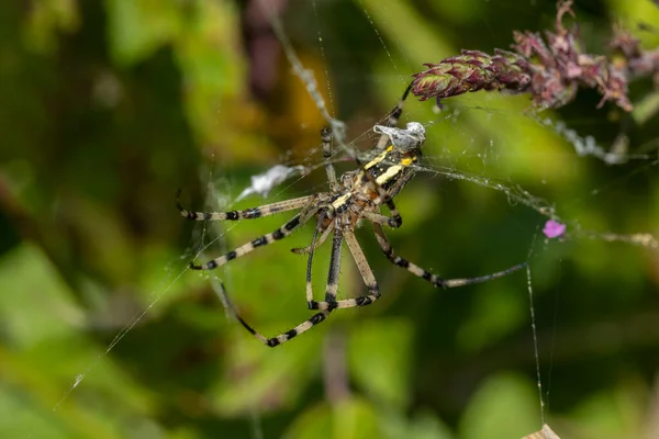 Die Spinnenart Argiope Aurantia Ist Allgemein Als Gelbe Gartenspinne Schwarze — Stockfoto