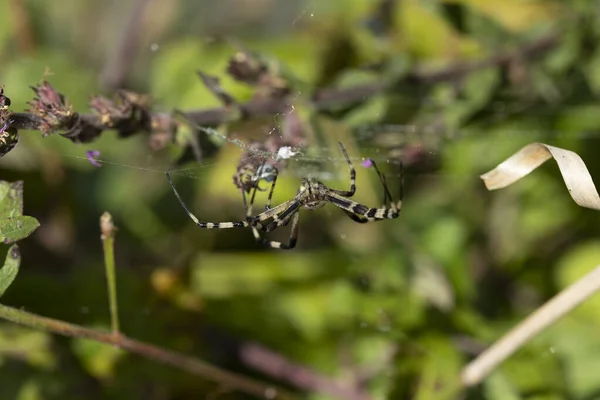 Espèce Araignée Argiope Aurantia Est Communément Connue Sous Nom Araignée — Photo