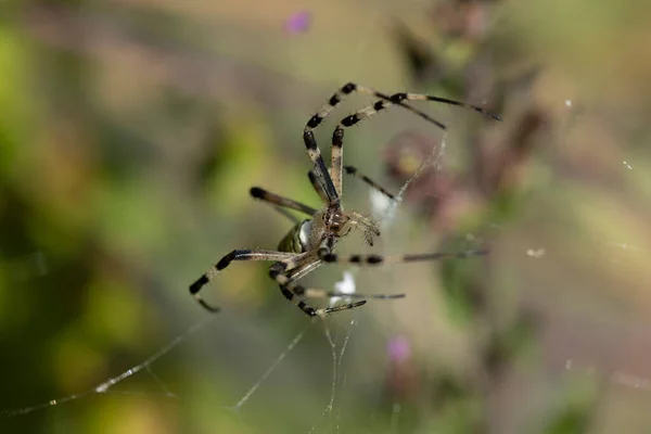 Spider Species Argiope Aurantia Commonly Known Yellow Garden Spider Black — Φωτογραφία Αρχείου