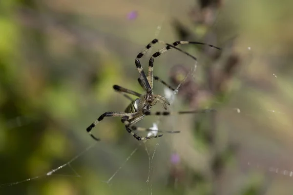 クモ種Argiope Aurantiaは 一般的に黄色の庭のクモ 黒と黄色の庭のクモ 黄金の庭のクモ 執筆クモ ジグザグのクモ ジッパークモ トウモロコシのクモ バナナのクモ — ストック写真