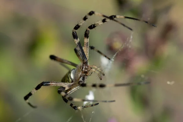 Spider Species Argiope Aurantia Commonly Known Yellow Garden Spider Black — Φωτογραφία Αρχείου