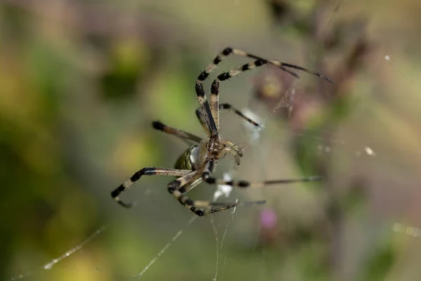 Die Spinnenart Argiope Aurantia Ist Allgemein Als Gelbe Gartenspinne Schwarze — Stockfoto