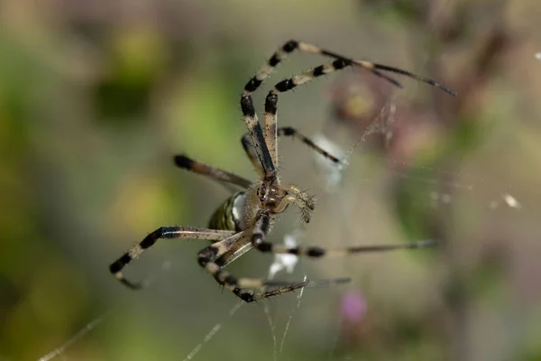 Spider Species Argiope Aurantia Commonly Known Yellow Garden Spider Black — Fotografia de Stock