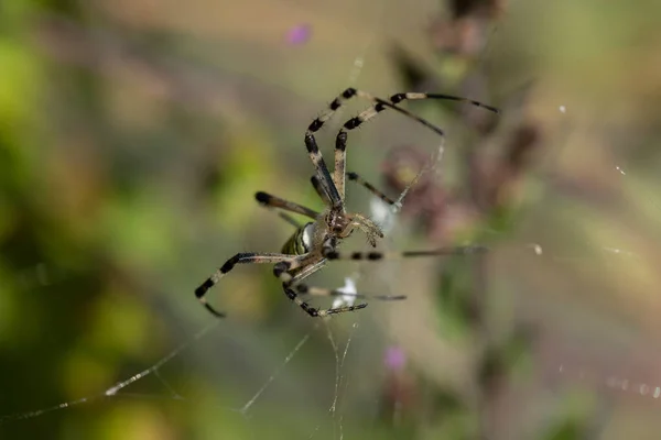 Spider Species Argiope Aurantia Commonly Known Yellow Garden Spider Black — Stockfoto