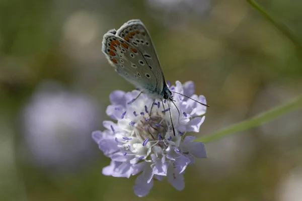 Aricia Agestis Argus Brun Est Papillon Famille Des Lycaenidae Trouve — Photo