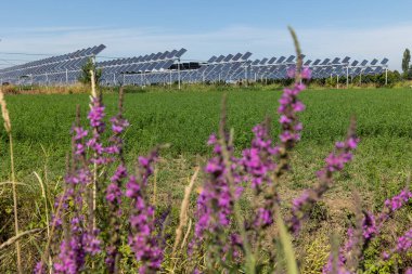 Agrivoltaik ya da agrofotovoltaik, hem güneş fotovoltaik gücü hem de tarım için aynı arazi alanını birlikte geliştirmektedir..