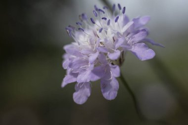 Scabiosa, kedigiller (Caprifoliaceae) familyasından bir kuş cinsidir.