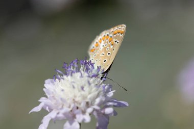 Aricia agestis, Lycaenidae familyasından bir kelebek türü. Kuzey Jutland (Danimarka) 'ya, doğuda Sibirya' ya ve Tian Shan 'a kadar Palearktik Krallığı' nda yaşar..