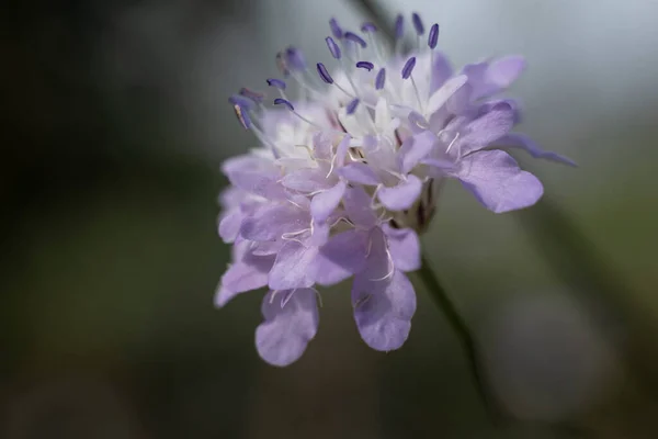 Scabiosa Genus Honeysuckle Family Caprifoliaceae Flowering Plants — Stock Photo, Image