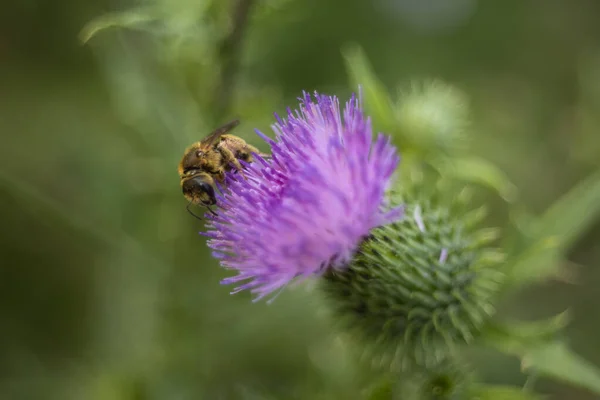 Ett Honungsbi Också Stavat Honungsbi Eusocial Flygande Insekt Inom Släktet — Stockfoto