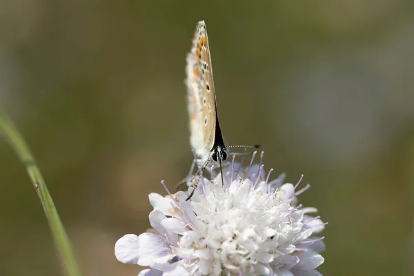 Aricia Agestis Una Mariposa Familia Lycaenidae Encuentra Todo Reino Paleártico —  Fotos de Stock