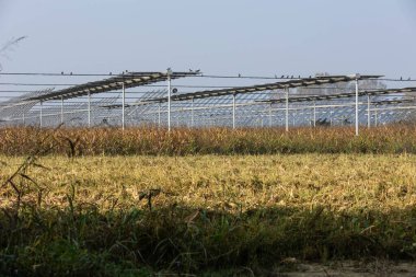 Agrivoltaics (also called agrophotovoltaics, agrisolar, or dual-use solar) is the dual use of land for solar energy and agriculture.
