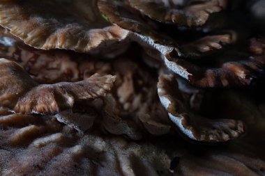 Grifola frondosa, Japonca 'da 