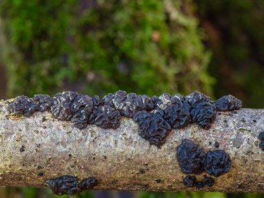Exidia nigricans, Auriculariaceae familyasından bir mantar türüdür. İngiltere 'de, Warlock' un tereyağının İngilizce adı önerilir..