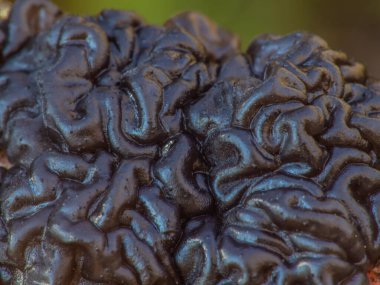 Exidia nigricans, Auriculariaceae familyasından bir mantar türüdür. İngiltere 'de, Warlock' un tereyağının İngilizce adı önerilir..