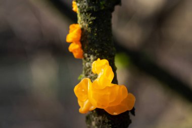 Tremella mezanterica (yaygın adları sarı beyin, altın jöle mantarı, sarı titreyici ve cadı yağı Agaricomycotina familyasından Tremellaceae 'de yaygın bir jöle mantarıdır..