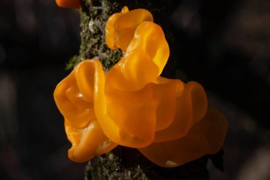 Tremella mezanterica (yaygın adları sarı beyin, altın jöle mantarı, sarı titreyici ve cadı yağı Agaricomycotina familyasından Tremellaceae 'de yaygın bir jöle mantarıdır..