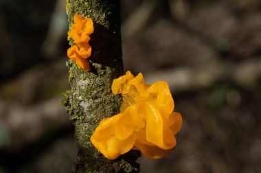 Tremella mezanterica (yaygın adları sarı beyin, altın jöle mantarı, sarı titreyici ve cadı yağı Agaricomycotina familyasından Tremellaceae 'de yaygın bir jöle mantarıdır..