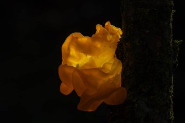 Tremella mezanterica (yaygın adları sarı beyin, altın jöle mantarı, sarı titreyici ve cadı yağı Agaricomycotina familyasından Tremellaceae 'de yaygın bir jöle mantarıdır..