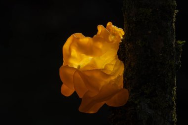 Tremella mezanterica (yaygın adları sarı beyin, altın jöle mantarı, sarı titreyici ve cadı yağı Agaricomycotina familyasından Tremellaceae 'de yaygın bir jöle mantarıdır..
