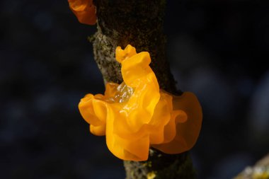 Tremella mezanterica (yaygın adları sarı beyin, altın jöle mantarı, sarı titreyici ve cadı yağı Agaricomycotina familyasından Tremellaceae 'de yaygın bir jöle mantarıdır..