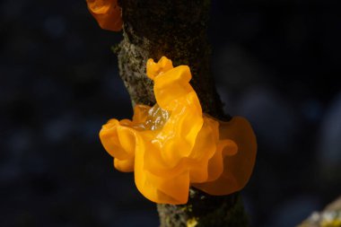 Tremella mezanterica (yaygın adları sarı beyin, altın jöle mantarı, sarı titreyici ve cadı yağı Agaricomycotina familyasından Tremellaceae 'de yaygın bir jöle mantarıdır..