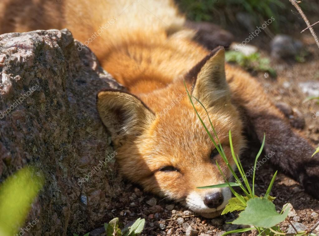 Fuchs auf dem Boden schlafen — Stockfoto © ttretjakov ...