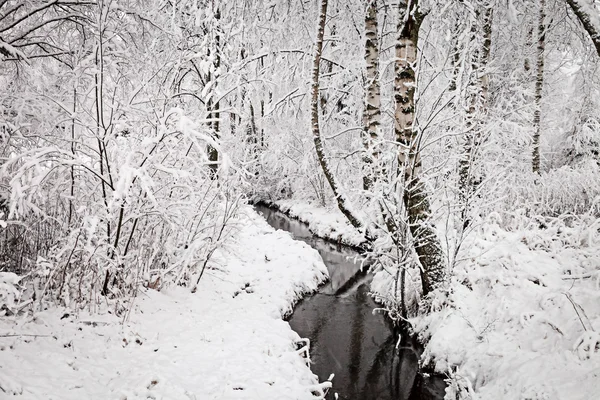Wintry Creek in the Forest