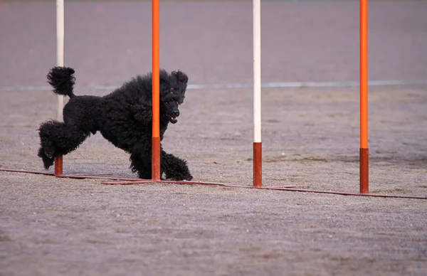 Dog Agility Training New Mexico Dog Agility Training New Mexico
