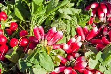 taze kırmızı turp