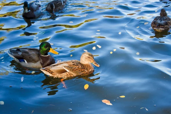 绿头鸭鸭子在湖里游泳 — 图库照片