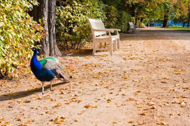 Tavuskuşu sokak Łazienki Parkı, Varşova yürür.