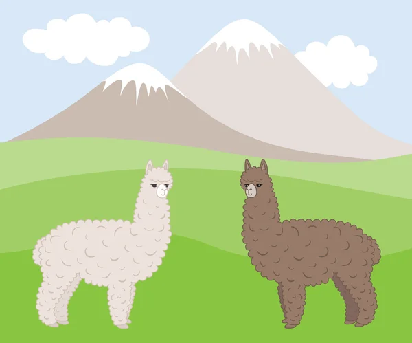 Két aranyos szőrös különböző színű alpaka, a hegyi réten. — Stock Vector