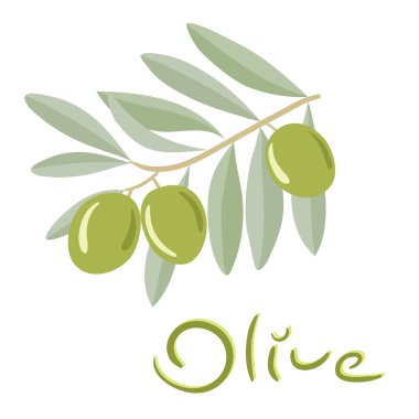 Yaprakları ile dal yeşil zeytin