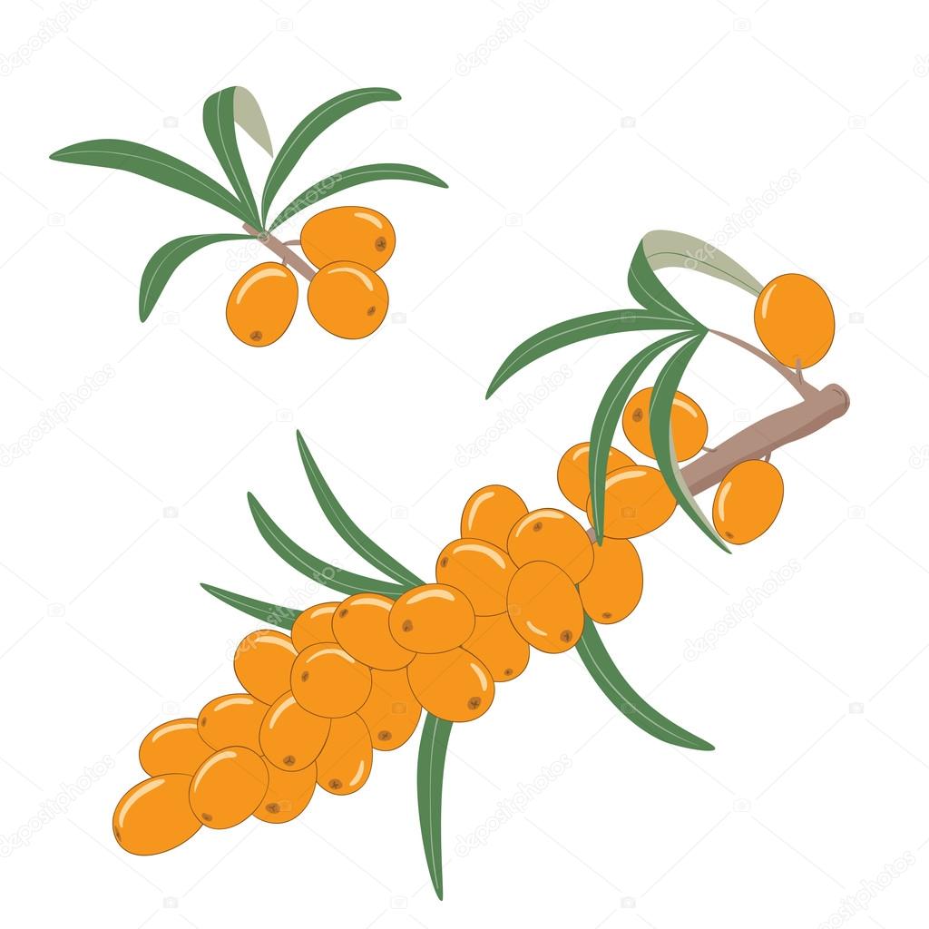 Sea buckthorn berries on a branch with leaves. Vector illustration.