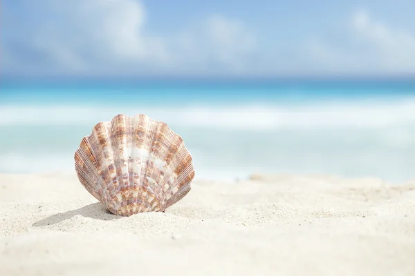 Scallop Shell в песчаном пляже Карибского моря — стоковое фото