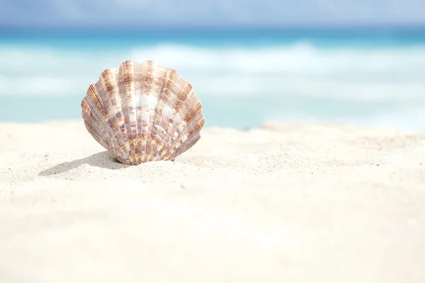 Scallop Shell în plaja de nisip din Marea Caraibelor — Fotografie, imagine de stoc