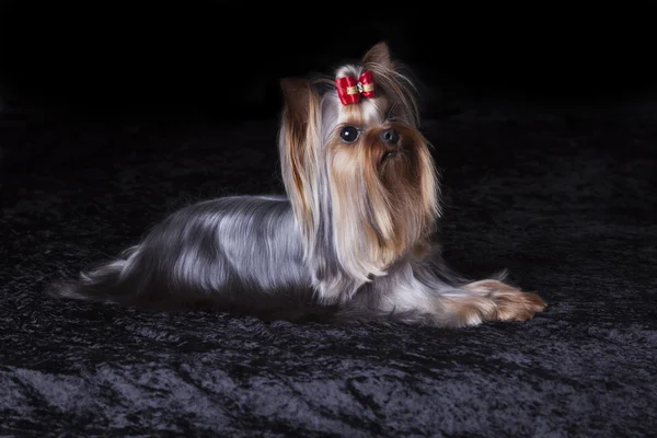 Cute Alert Yorkshire Terrier Lies on Black Blanket — Stock Photo, Image