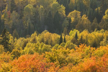 Sonbahar Aspens ve Oberg dağdan Kuzey M görüntülendi akçaağaç